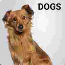 Image of Furrry Pet Supplies (online) service in Sheffield, England, United Kingdom