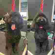 Image of Kim's K9 Grooming Parlour service in Nunthorpe, England, United Kingdom