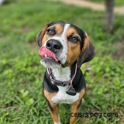 Image of Celsi's Dog Care, LLC service in Affton, Missouri, United States