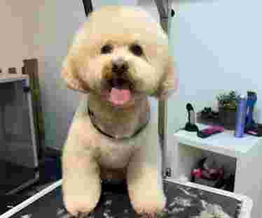 Image of Peluquería Canina Pelussos service in Valencia, Valencia, Spain