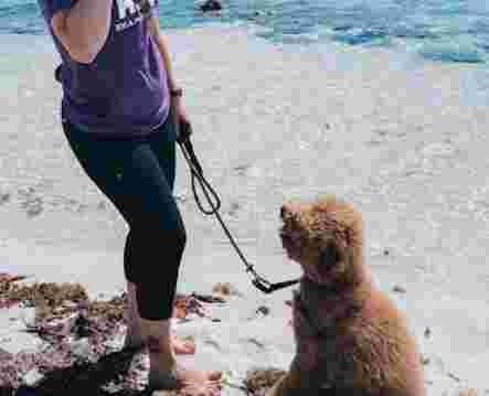 Image of AYP Dog Training - Broward service in Oakland Park, Florida, United States