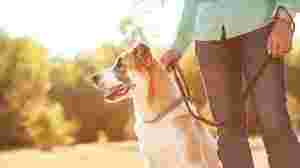 Image of My Dog Walker & Pet Resort service in Pembroke Pines, Florida, United States
