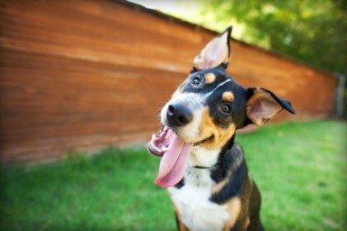 Image of Dog Training Naturally service in Boynton Beach, Florida, United States Image of Dog Training Naturally service in Boynton Beach, Florida, United States