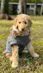 Image of Canine Concepts service in Nashville, Indiana, United States
