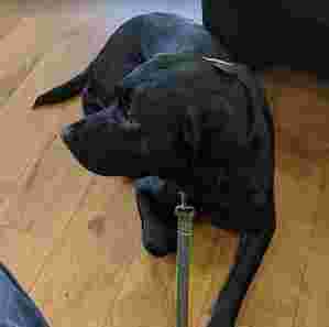 Image of Dog Whisperer Poole & Bournemouth service in Upton, England, United Kingdom