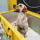 Image of DOGGY SELF Toelettatura e Lavaggio Cani Self service in Torino, Piemonte, Italy