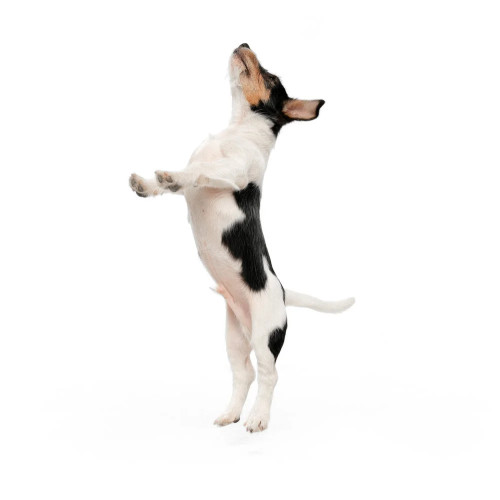 Image of VALENTINA bio toelettatura spa e dog boutique service in Torino, Piemonte, Italy