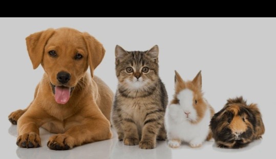 Image of Terenure Veterinary Hospital- Dublin service in Dublin, Dublin, Ireland Image of Terenure Veterinary Hospital- Dublin service in Dublin, Dublin, Ireland
