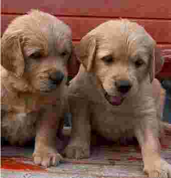 Image of Pet Needs Pet Store service in Delhi, Delhi, India