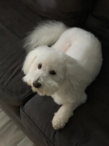 Image of Polished Pets service in Lansdowne, Pennsylvania, United States