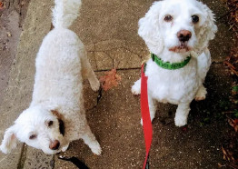 Image of Hampden Hounds service in Baltimore, Maryland, United States