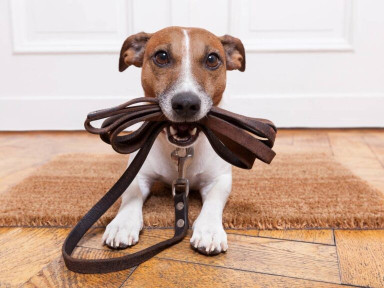 Image of Creature Comforts Kennels, LLC service in Smyrna, Delaware, United States