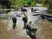 Image of Dog's Best Friend DogWalking service in Victoria, British Columbia, Canada