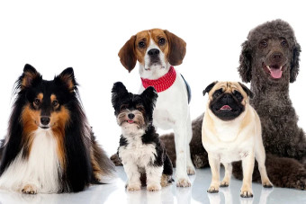 Image of Buddy's Pet Store service in Delhi, Delhi, India