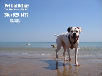 Image of Pet Pal Delray Beach service in Delray Beach, Florida, United States