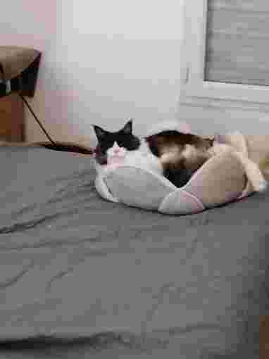 Image of chris'toilettage service in Eysines, Gironde, France