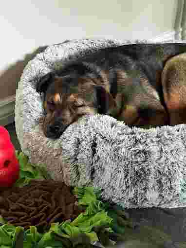 Image of JC St-Louis, The Canine Behaviourist service in Rocky View County, Alberta, Canada