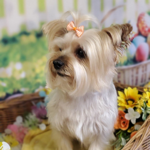 Image of Pawsawhile Dog Grooming service in Stockton-on-Tees, Cleveland, United Kingdom