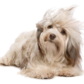 Image of I LOVE DOGS Hundesalon service in Copenhagen, Capital Region of Denmark, Denmark