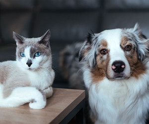 Image of Em's PAWSS L.L.C. service in Philadelphia, Pennsylvania, United States