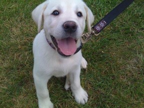 Image of Quality Canines By Kim service in Crystal Lake, Illinois, United States Image of Quality Canines By Kim service in Crystal Lake, Illinois, United States