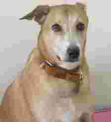 Image of Heads Up For Tails Pet Store & Spa - Sector 18, Gautam Budh Nagar, Noida service in Noida, Uttar Pradesh, India