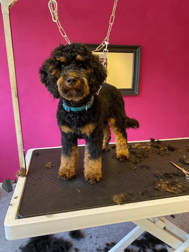 Image of Ihr Hundesalon in Leipzig service in Leipzig, Sachsen, Germany