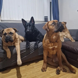Image of Compliant K9 service in Bootle, England, United Kingdom