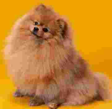 Image of Doggy Dooz Pet Salon service in Edmond, Oklahoma, United States Image of Doggy Dooz Pet Salon service in Edmond, Oklahoma, United States