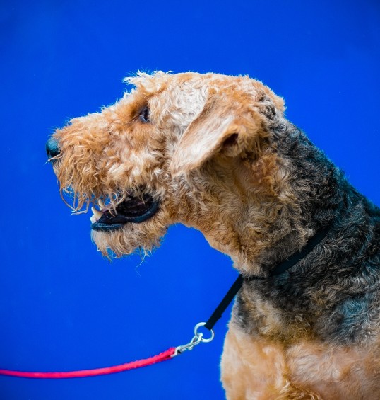 Image of Academy Dog Training - Silver Spring service in Silver Spring, Maryland, United States