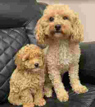 Image of Asia Pet Shop – Dog & shih tzu, poodle Puppies for Sale in Delhi NCR (Gurgaon, Faridabad, Noida) service in Delhi, Delhi, India