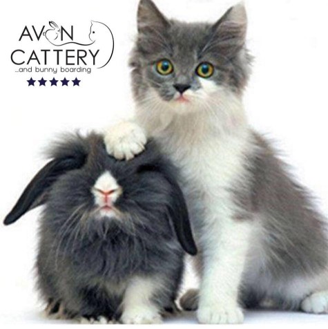 Image of Avon Cattery & Bunny Boarding service in Christchurch, Canterbury, New Zealand Image of Avon Cattery & Bunny Boarding service in Christchurch, Canterbury, New Zealand
