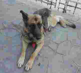 Image of Provet Clínica Veterinaria otay service in Tijuana, Baja California, Mexico