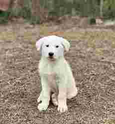 Image of Residència Canina Can Llosses Barcelona service in Cerdanyola del Vallès, Catalonia, Spain