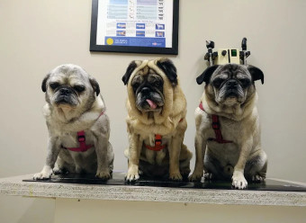 Image of Corman Park Vet Services service in Saskatoon, Saskatchewan, Canada