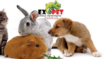 Image of Exopet Clínica veterinaria service in Alacant, Alacant, Spain