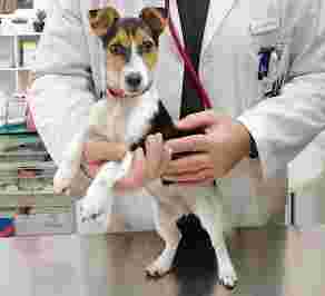 Image of “VETERINARI ASSOCIATI” Dott.ri F. Buffa - A. Fratello - G. Noto service in Palermo, Sicilia, Italy
