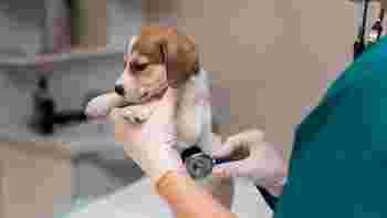 Image of Ambulatorio Veterinario degli Esposti service in Zola Predosa, Emilia-Romagna, Italy