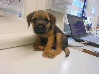 Image of Adams Vets - Fazakerley service in Liverpool, England, United Kingdom