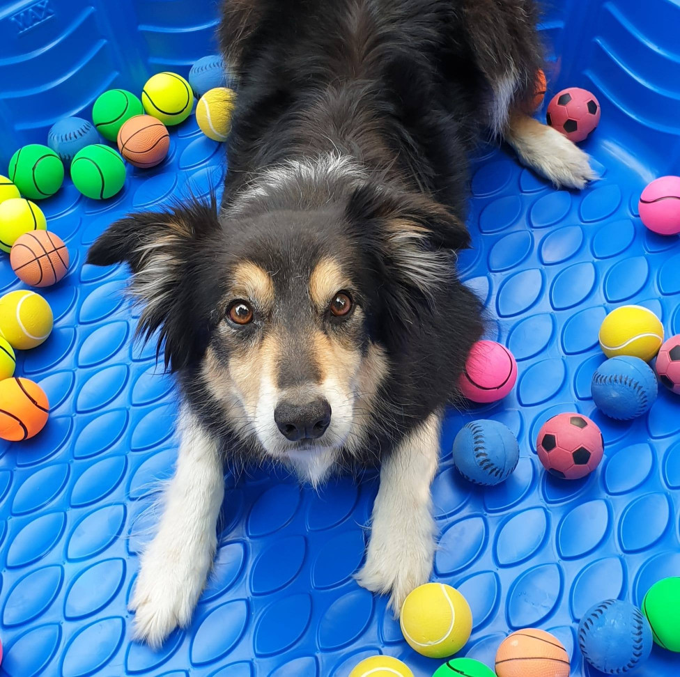 Image of Doggy Day and Nightcare service in Outwood, England, United Kingdom