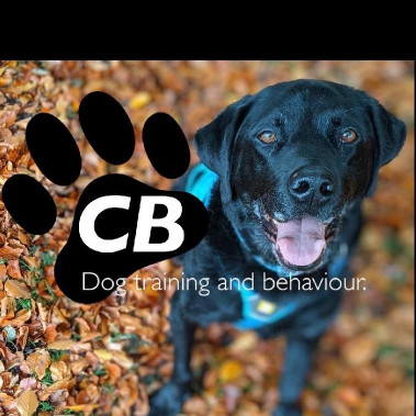 Image of CB Dogs - Dog and Puppy Training Classes service in Manchester, England, United Kingdom