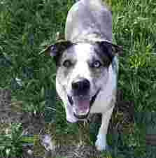 Image of pampered pet sitting service in Cape Coral, Florida, United States