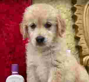 Image of Pets Garage - The Pet Shop service in New Delhi, Delhi, India