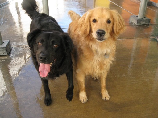 Image of A Pet Villa Dog Boarding and Grooming service in Santa Clara, California, United States
