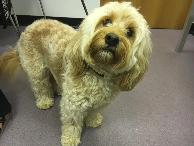 Image of Towerwood Vets, Greengates service in Bradford, England, United Kingdom