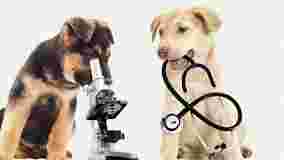 Image of URGENCIAS VETERINARIAS RAYDOG Y ESTETICA service in Tijuana, Baja California, Mexico