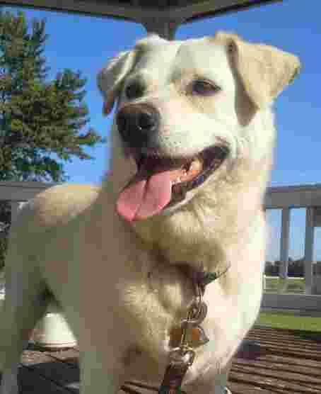 Image of Sunny Acres Boarding Kennel service in Bartlesville, Oklahoma, United States Image of Sunny Acres Boarding Kennel service in Bartlesville, Oklahoma, United States