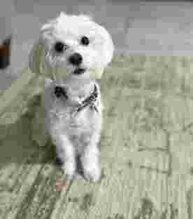 Image of Best In Show Pet Grooming service in San Antonio, Texas, United States