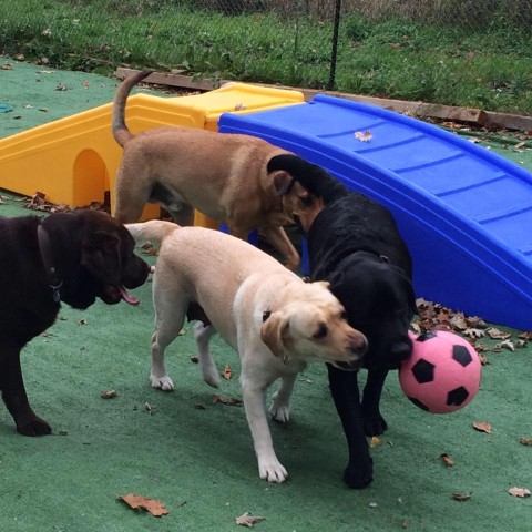 Image of Country Dog PlayCentre service in Milton, Ontario, Canada Image of Country Dog PlayCentre service in Milton, Ontario, Canada