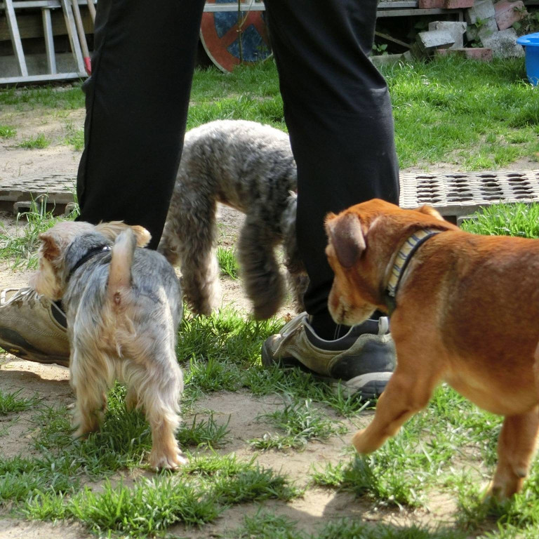Image of Hundekindergarten 24hunde.de service in Frankfurt am Main, Hessen, Germany